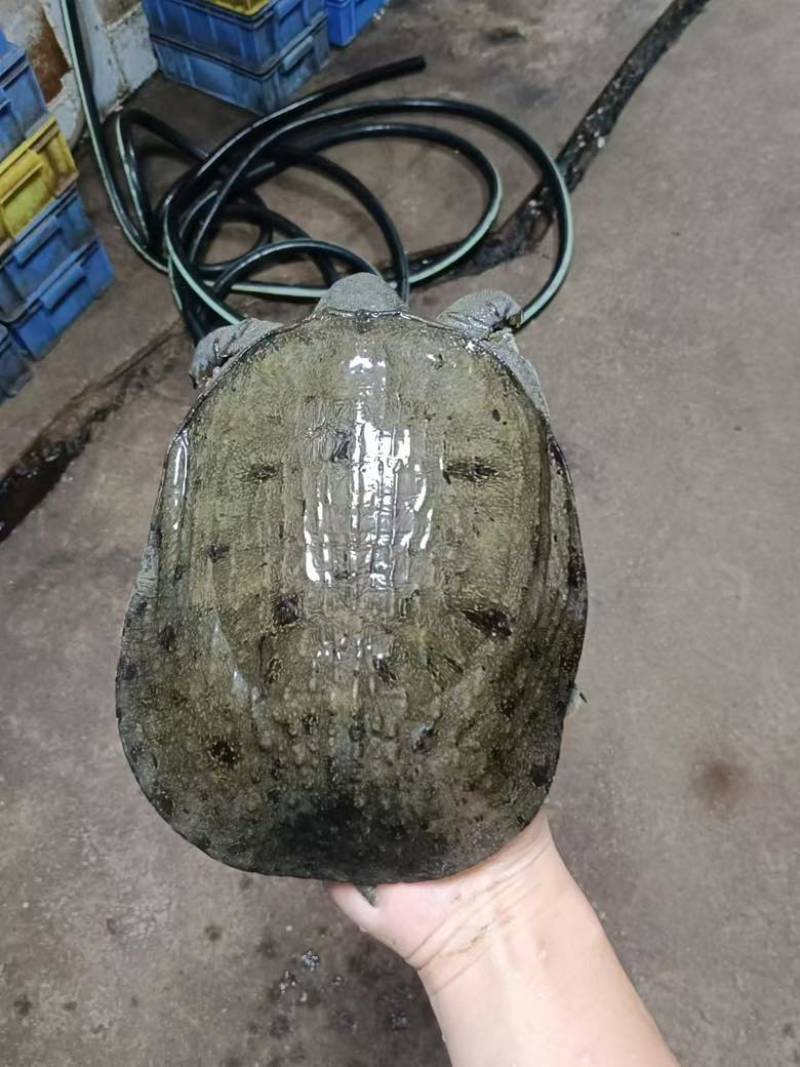 外塘生态甲鱼，鱼龄4-5年，酒楼直供