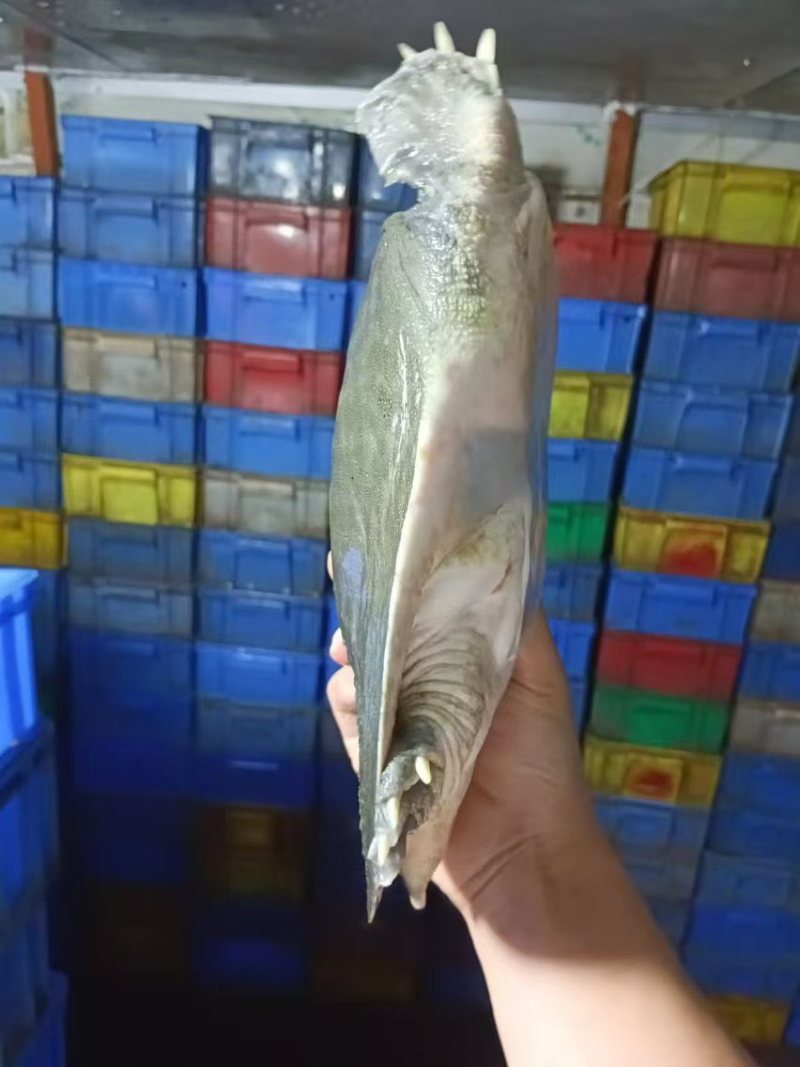外塘生态甲鱼，鱼龄4-5年，酒楼直供