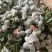 红心番石榴（芭乐）
