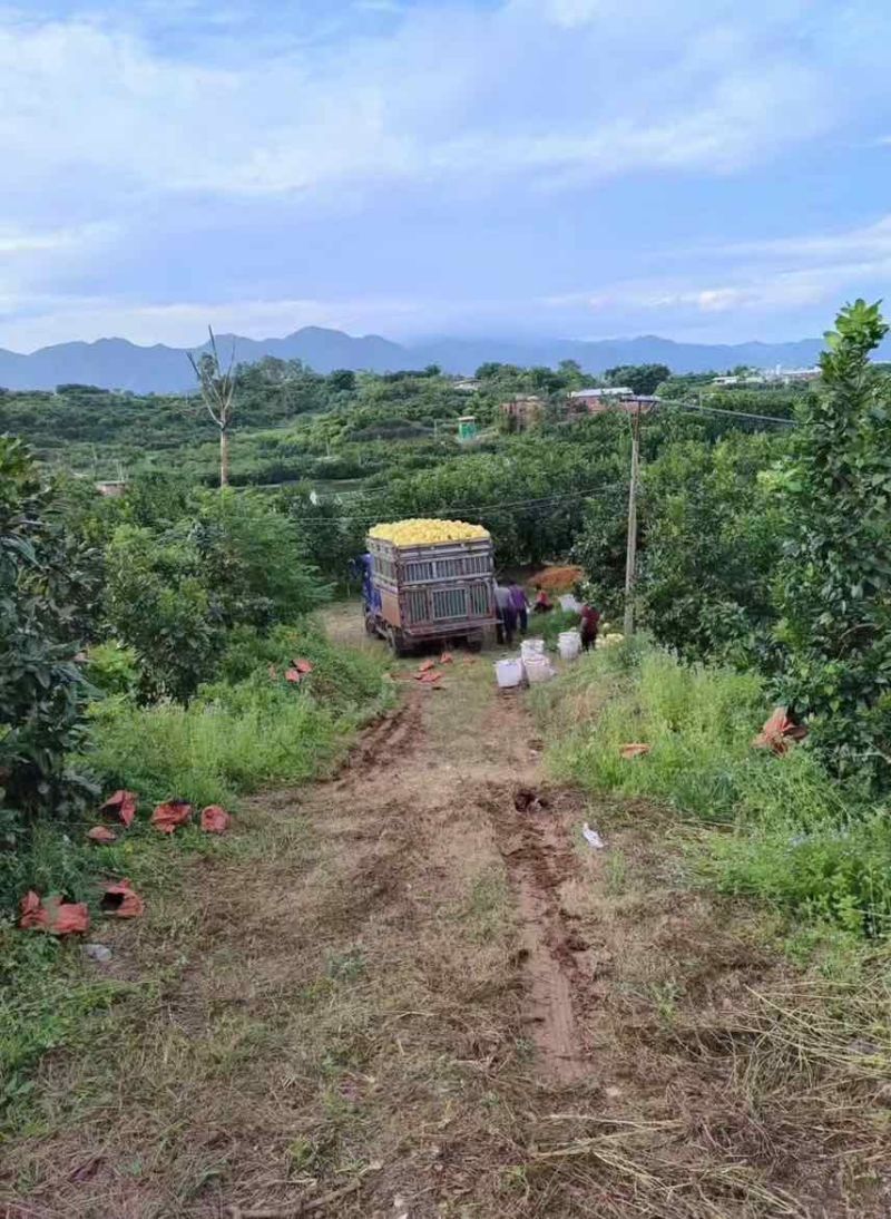 福建平和三红蜜柚不泡药、不打药、不打蜡