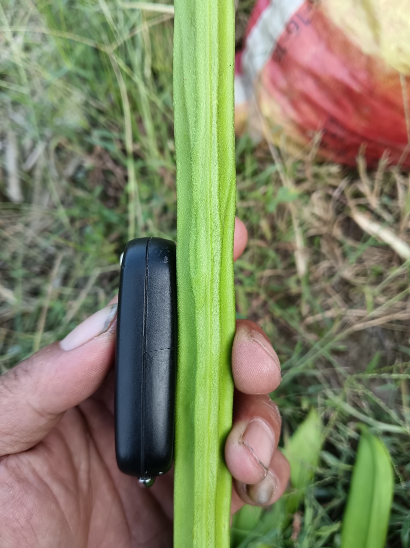 刀豆，每一天有一千左右