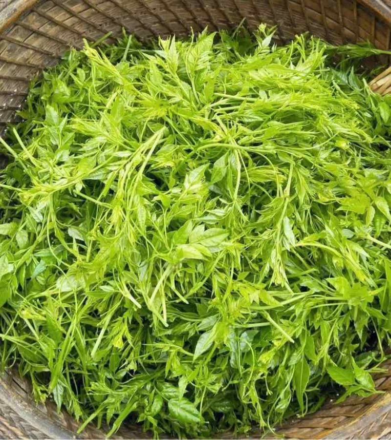 莓茶