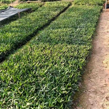 紫花翠芦莉小袋中袋基地直销质量优质欢迎老板来电咨询合作