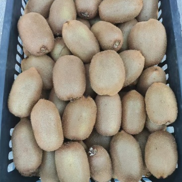 绿心猕猴桃🥝
