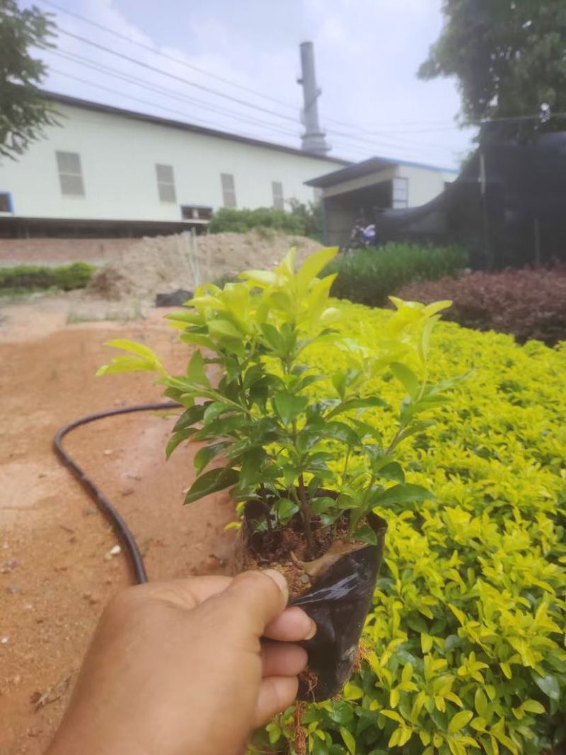 黄素梅小袋中袋基地直销规格齐全质量优质欢迎老板来电咨询