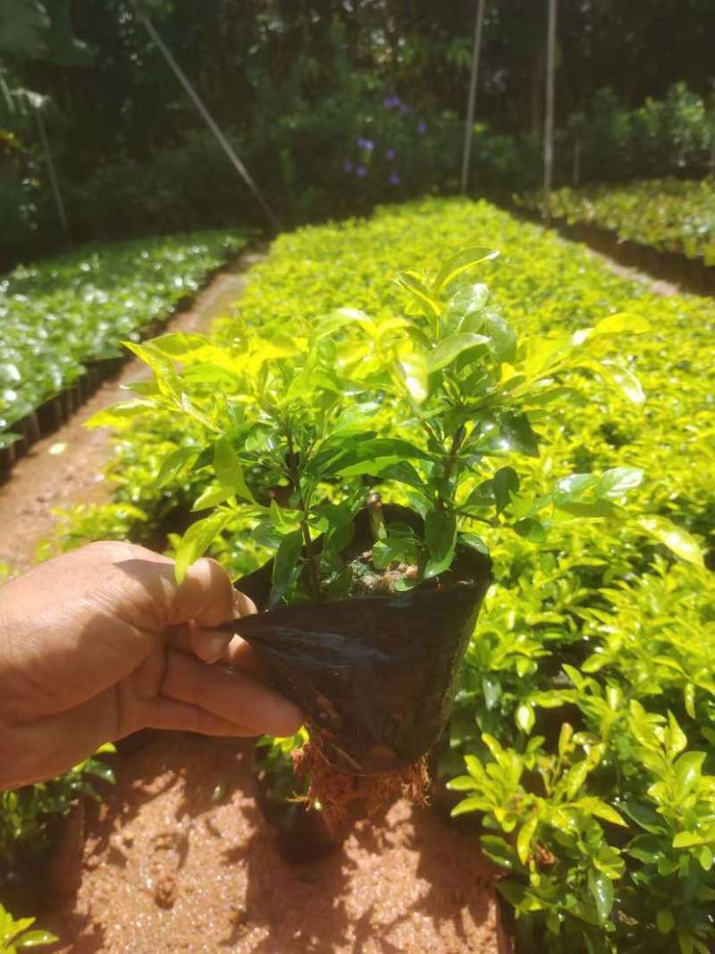 黄素梅小袋中袋基地直销规格齐全质量优质欢迎老板来电咨询