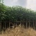 黄槿开花黄花5～10公分基基地直销大小规格齐全质量优质