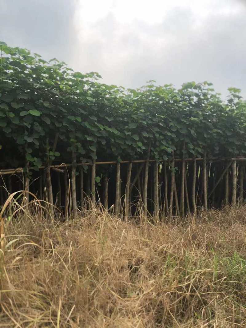 黄槿开花黄花5～10公分基基地直销大小规格齐全质量优质
