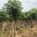 黄槿开花黄花5～10公分基基地直销大小规格齐全质量优质
