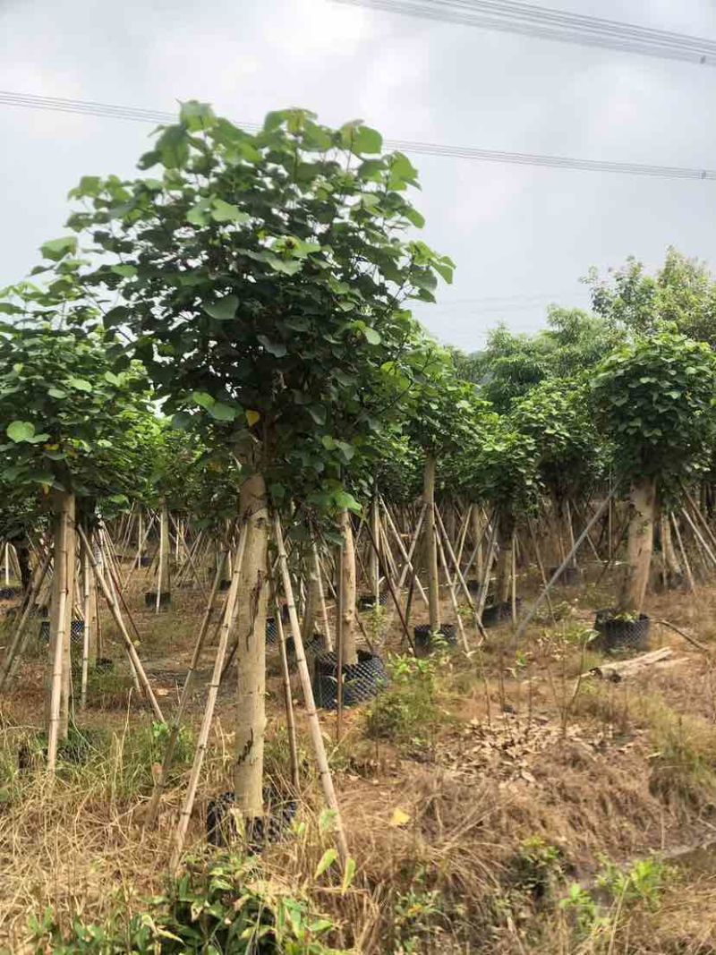 黄槿开花黄花5～10公分基基地直销大小规格齐全质量优质
