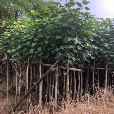 黄槿开花黄花5～10公分基基地直销大小规格齐全质量优质