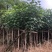 黄槿开花黄花5～10公分基基地直销大小规格齐全质量优质