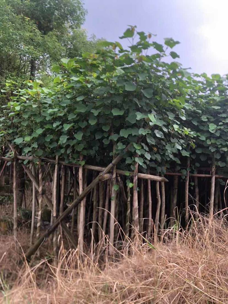 黄槿开花黄花5～10公分基基地直销大小规格齐全质量优质