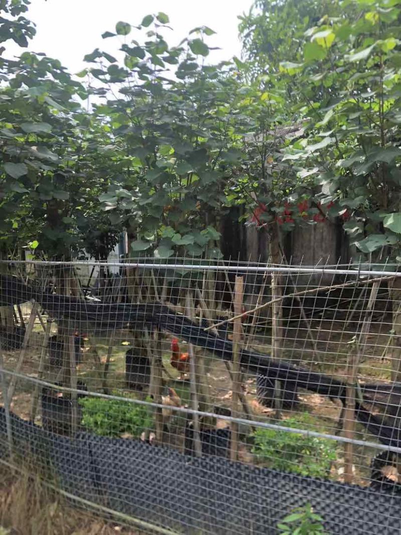 黄槿开花黄花5～10公分基基地直销大小规格齐全质量优质