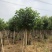 黄槿开花黄花5～10公分基基地直销大小规格齐全质量优质