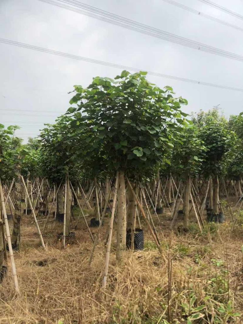黄槿开花黄花5～10公分基基地直销大小规格齐全质量优质