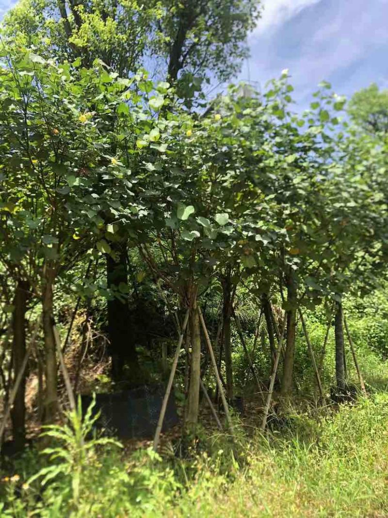 黄槿开花黄花5～10公分基基地直销大小规格齐全质量优质