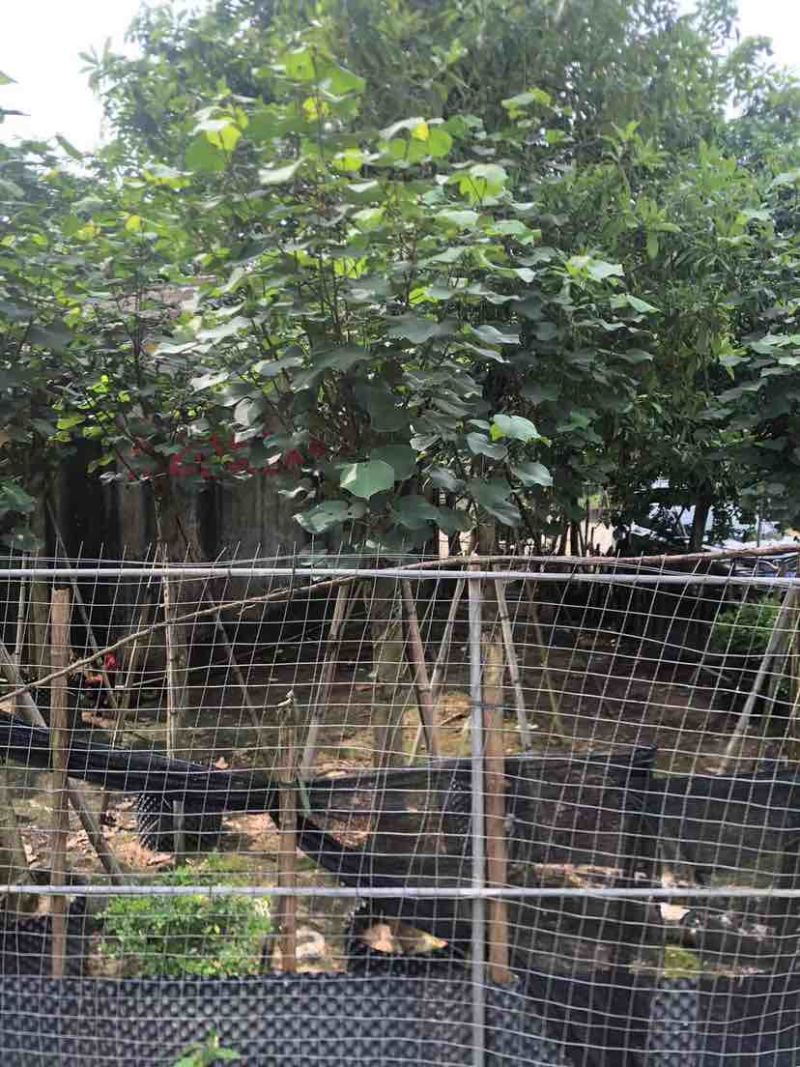 黄槿开花黄花5～10公分基基地直销大小规格齐全质量优质