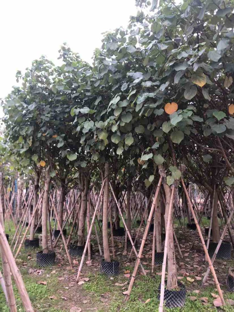 黄槿开花黄花5～10公分基基地直销大小规格齐全质量优质