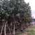 黄槿开花黄花5～10公分基基地直销大小规格齐全质量优质