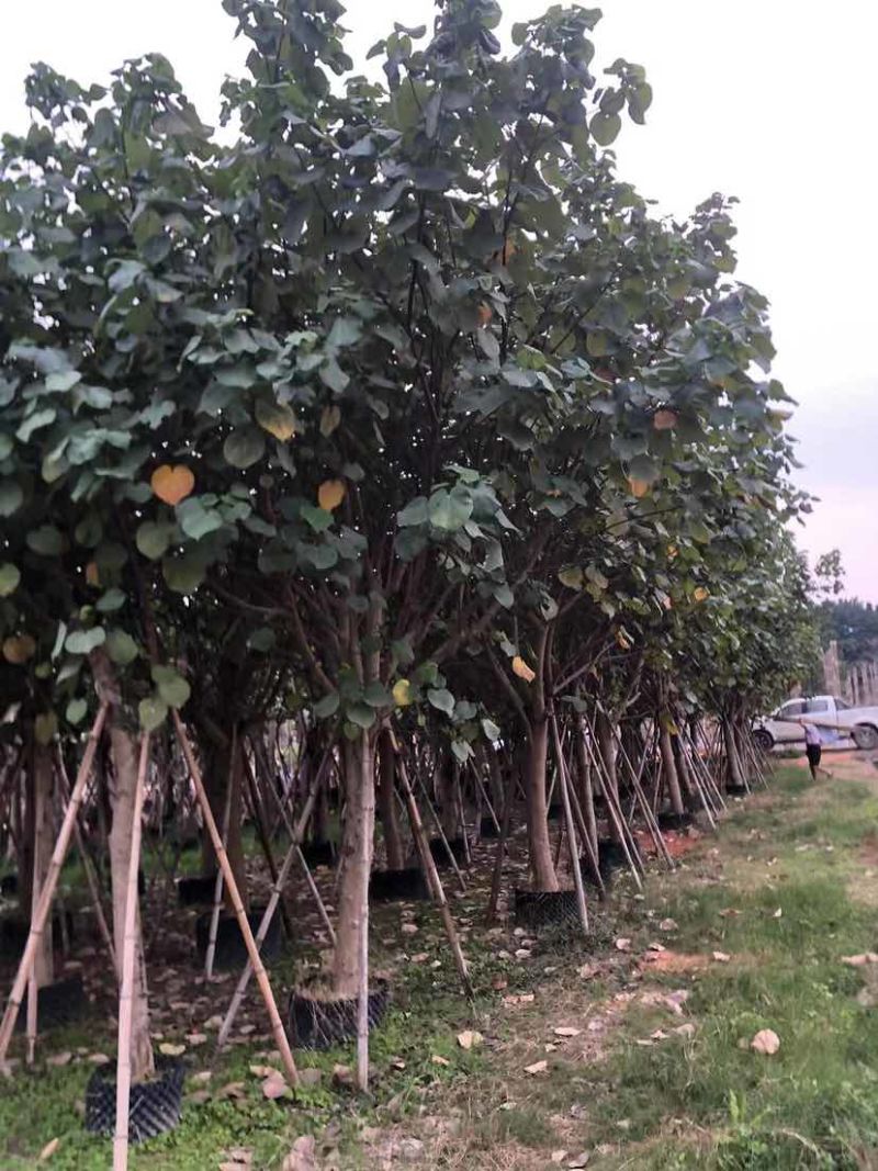 黄槿开花黄花5～10公分基基地直销大小规格齐全质量优质