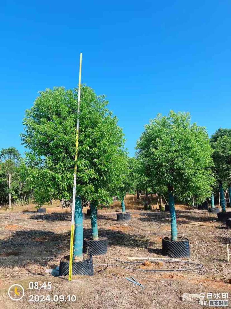 香樟15～17公分基地直销大小规格齐全质量优质大冠幅