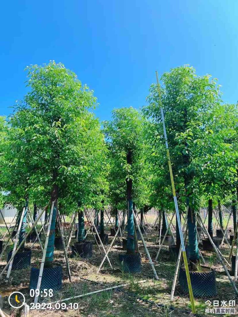 香樟15～17公分基地直销大小规格齐全质量优质大冠幅