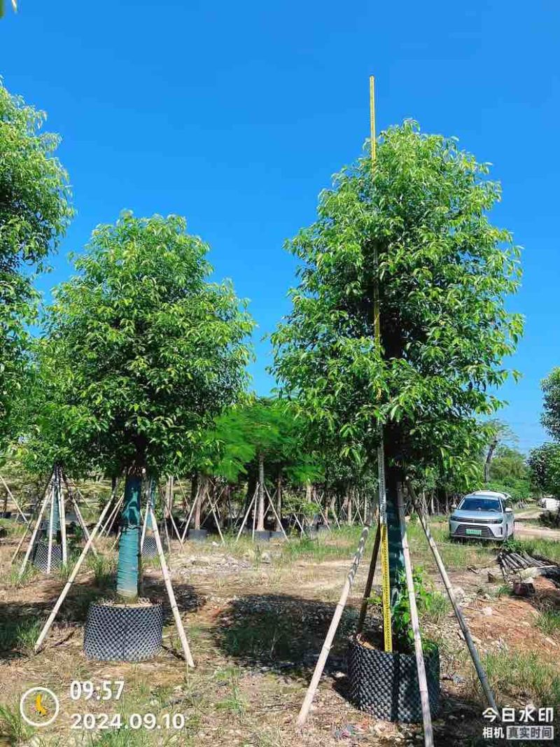 香樟15～17公分基地直销大小规格齐全质量优质大冠幅