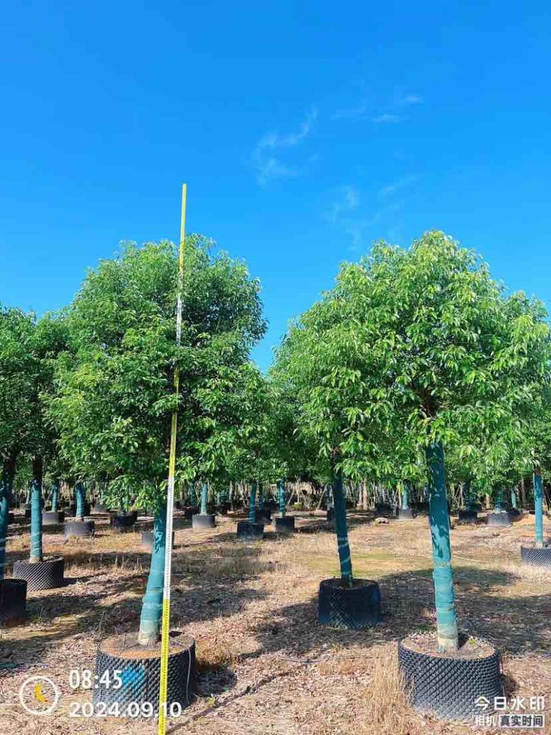 香樟15～17公分基地直销大小规格齐全质量优质大冠幅
