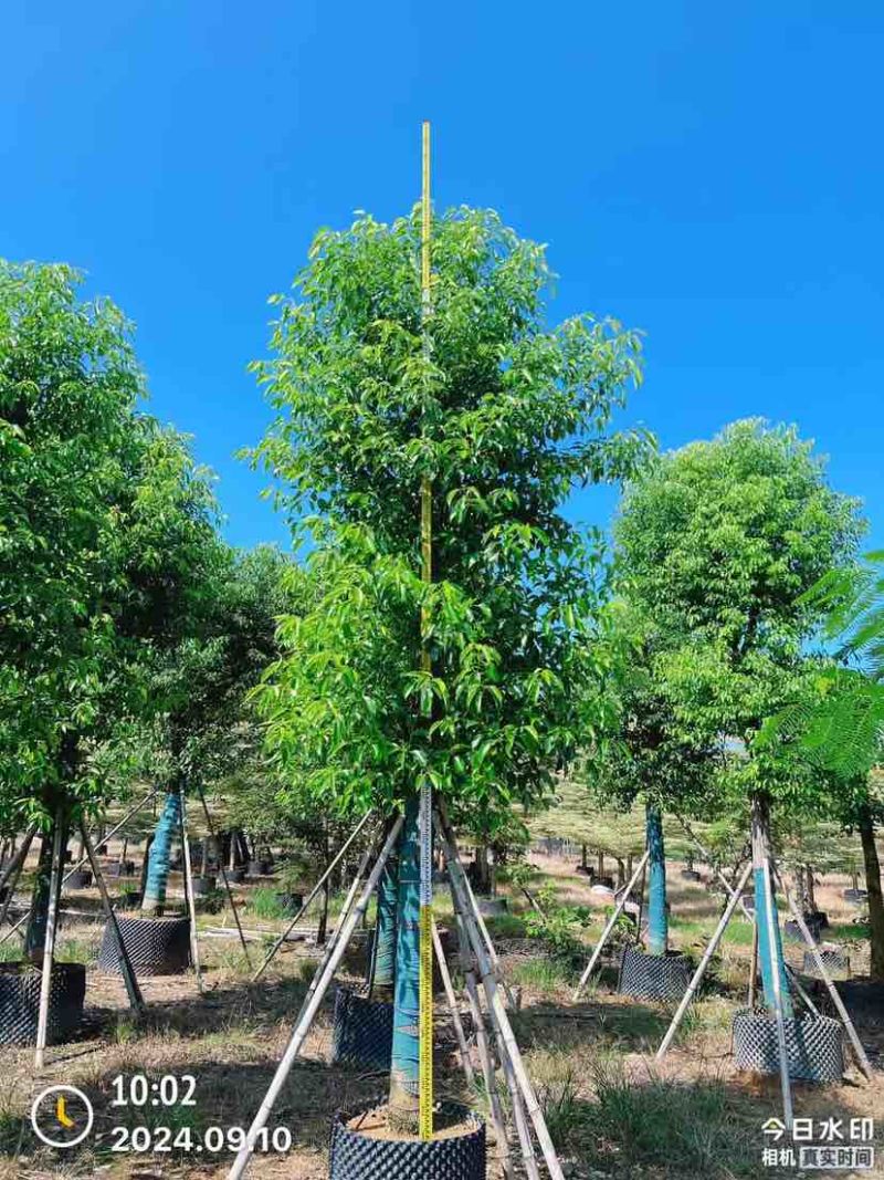 香樟15～17公分基地直销大小规格齐全质量优质大冠幅