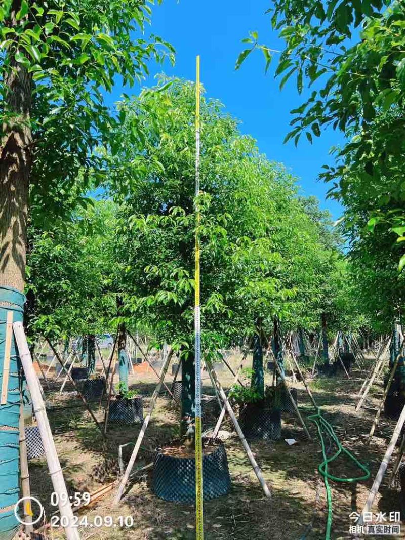 香樟15～17公分基地直销大小规格齐全质量优质大冠幅