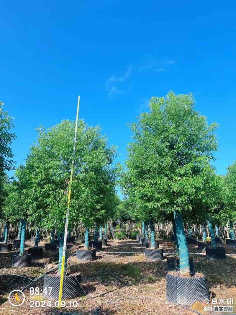 香樟15～17公分基地直销大小规格齐全质量优质大冠幅