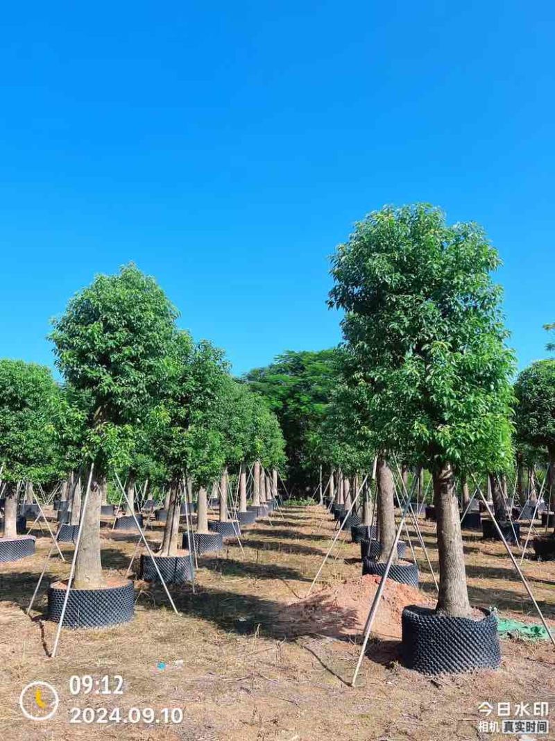 香樟15～17公分基地直销大小规格齐全质量优质大冠幅