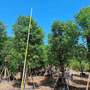 香樟15～17公分基地直销大小规格齐全质量优质大冠幅
