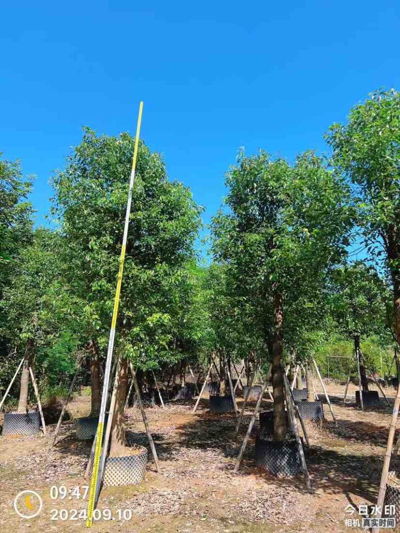 香樟15～17公分基地直销大小规格齐全质量优质大冠幅