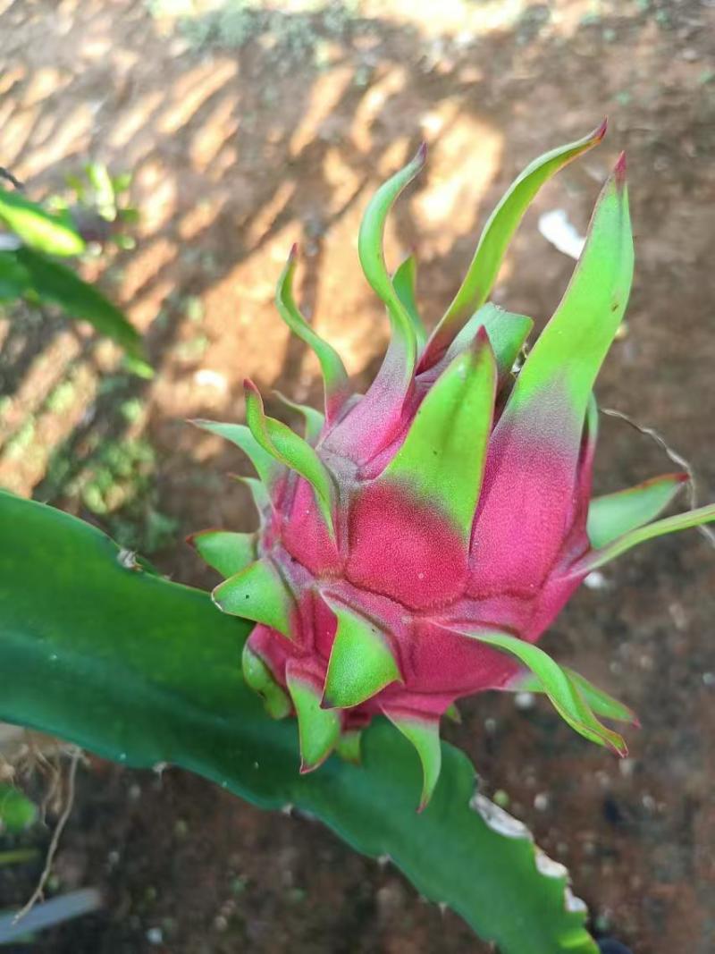 红心火龙果