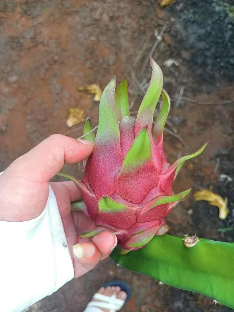 红心火龙果