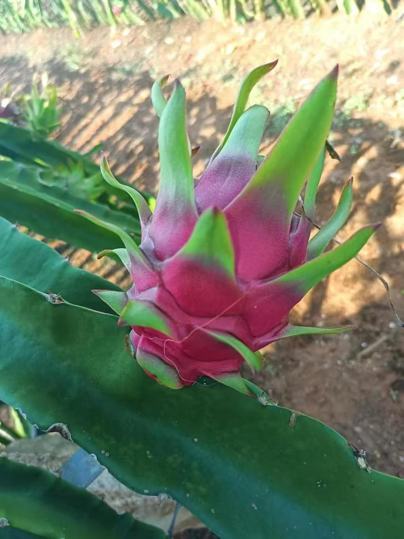 红心火龙果