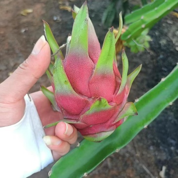 红心火龙果