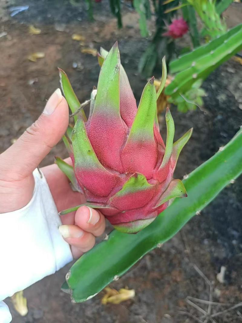 红心火龙果