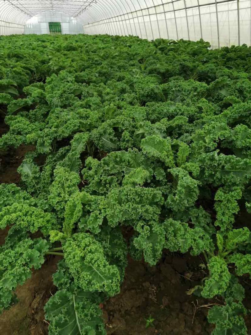 羽衣甘蓝进口种源大棚全年供应，源头基地直发