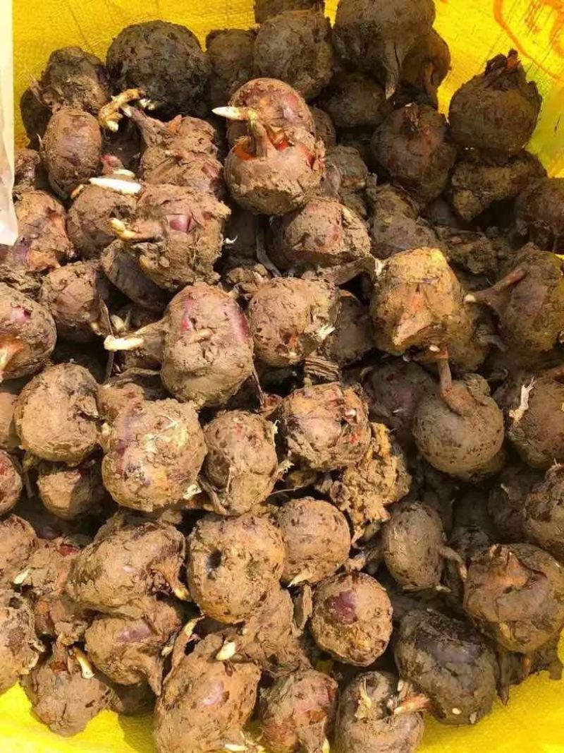 广西精品珍珠马蹄产地直发量大从优品质保证欢迎咨询