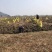广西精品珍珠马蹄产地直发量大从优品质保证欢迎咨询