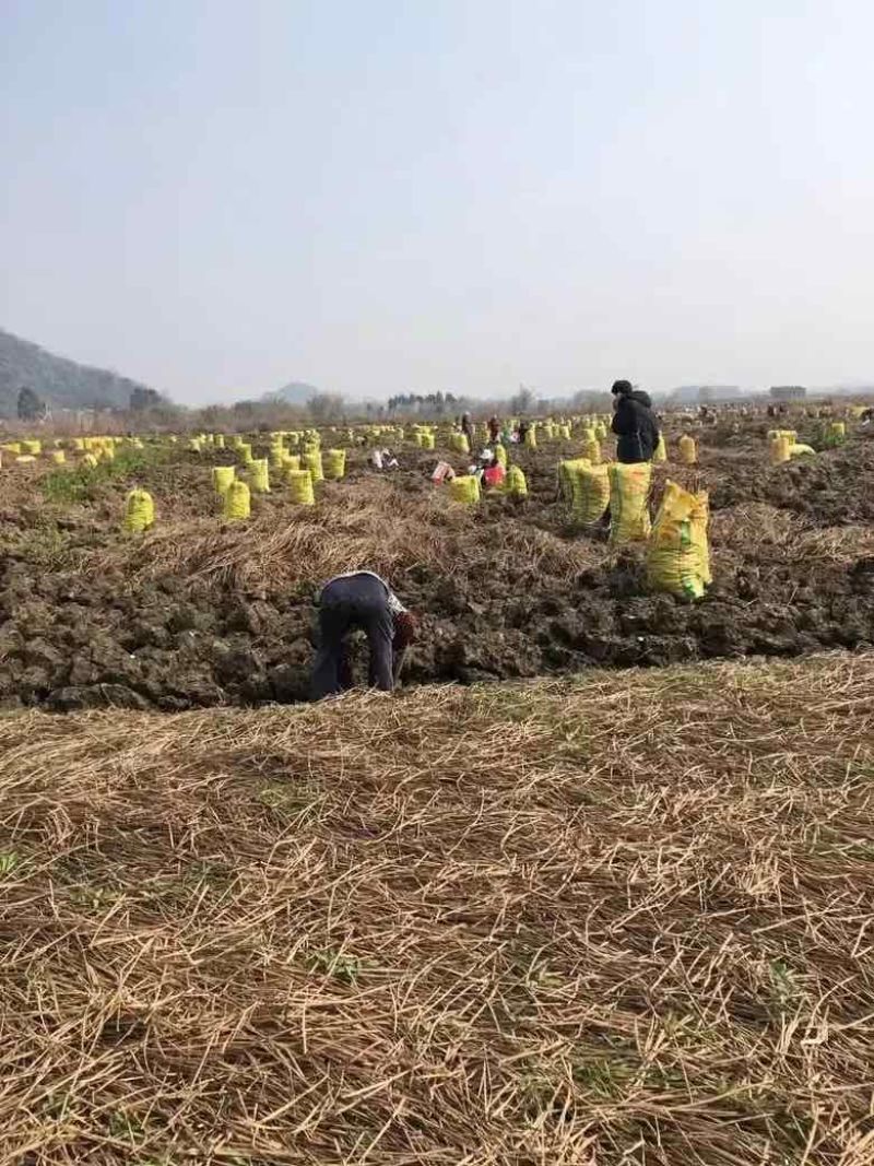 广西精品珍珠马蹄产地直发量大从优品质保证欢迎咨询