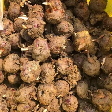 广西精品珍珠马蹄产地直发量大从优品质保证欢迎咨询