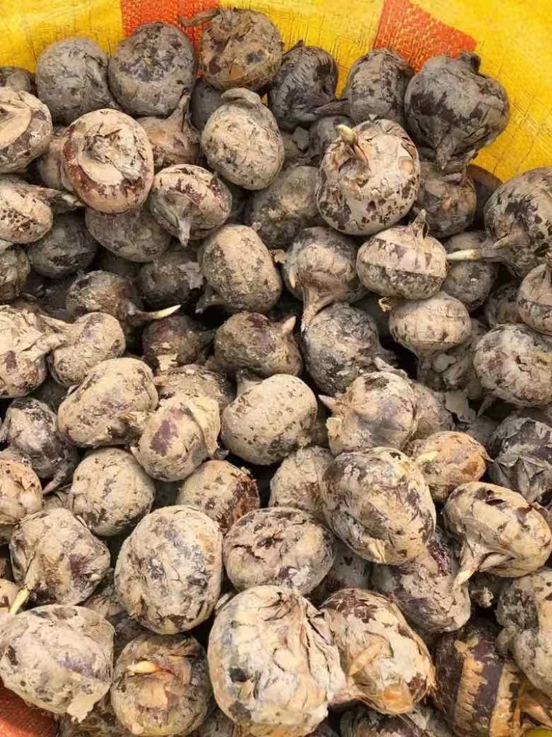 广西精品珍珠马蹄产地直发量大从优品质保证欢迎咨询