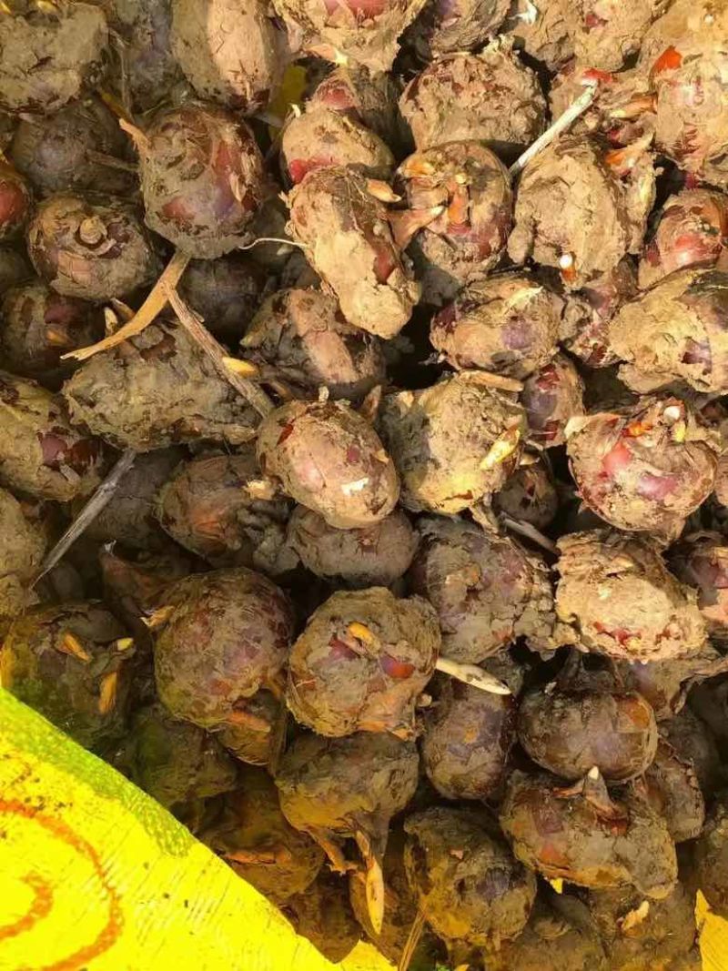 广西精品珍珠马蹄产地直发量大从优品质保证欢迎咨询
