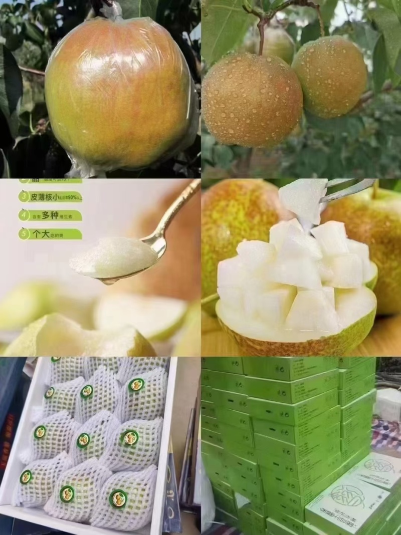 山西省隰县玉露香梨
