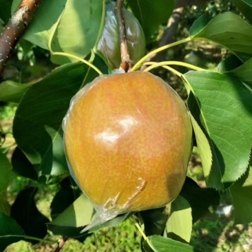 山西省隰县玉露香梨