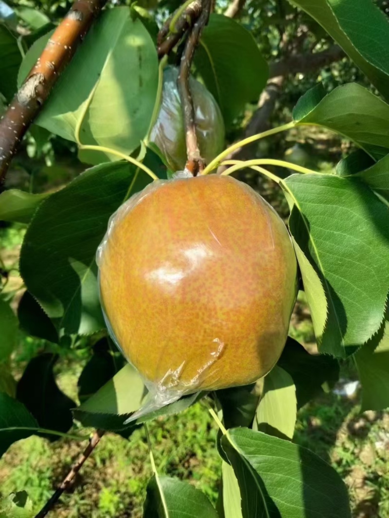 山西省隰县玉露香梨